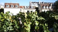 巴黎藏著(zhù)葡萄園