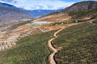 雪山下的高原蘋(píng)果，熟了！