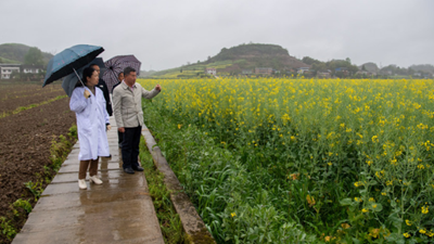 這株&ldquo;不一樣的油菜&rdquo;背后的育種密碼