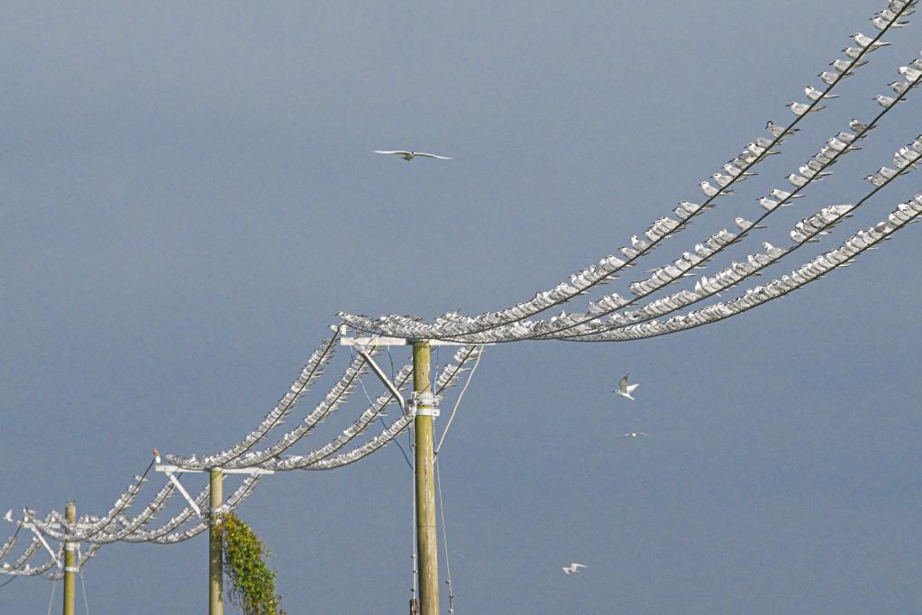 新華全媒+丨?？跐竦?萬(wàn)鳥(niǎo)翔集