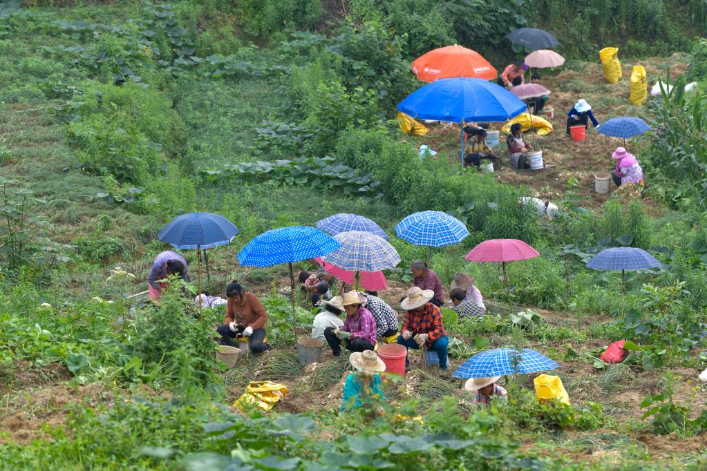 重慶豐都小藠頭&ldquo;長(cháng)&rdquo;成出口大產(chǎn)業(yè)